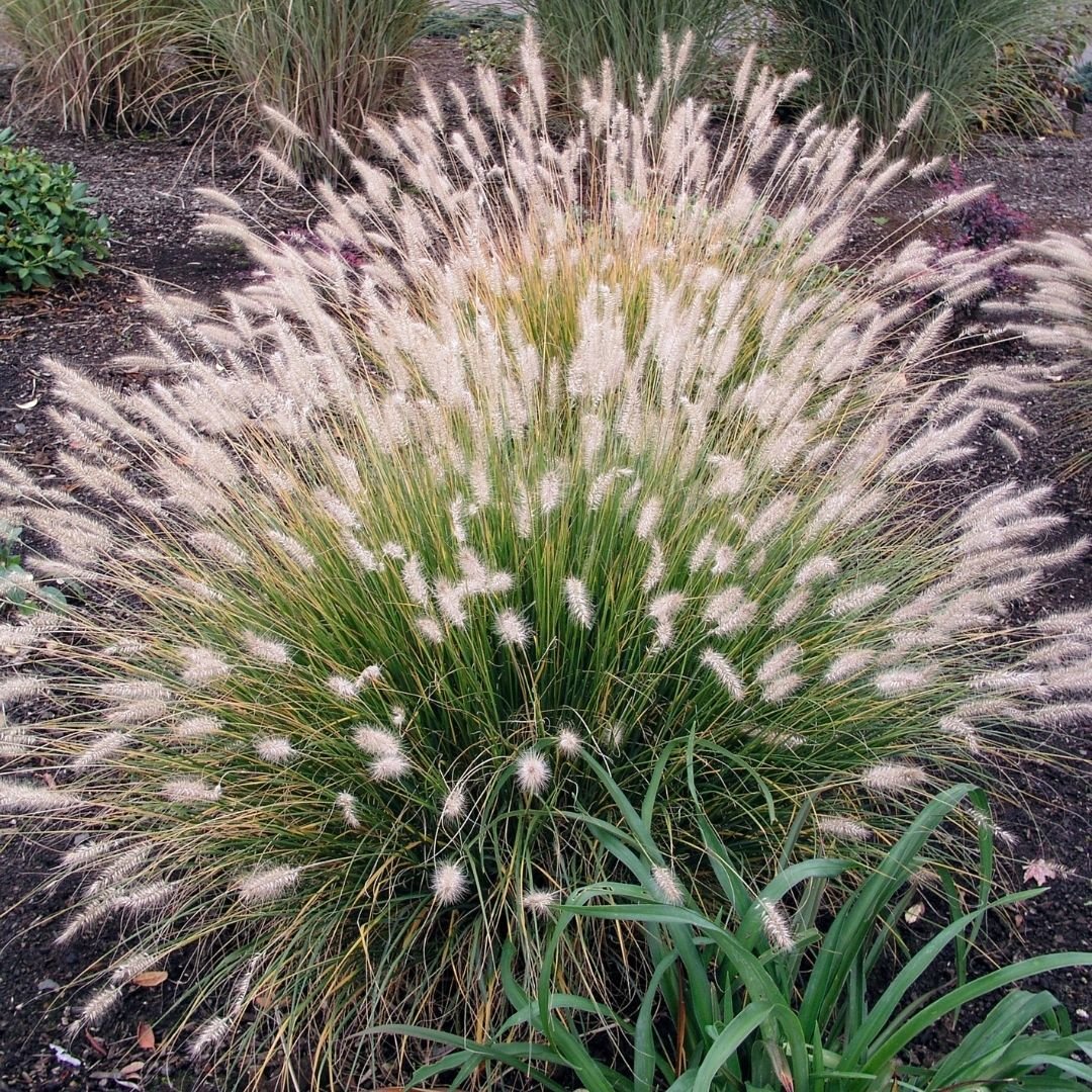 A large Hameln Fountain Grass plant featuring long, elegant white grass blades swaying gently in the breeze.