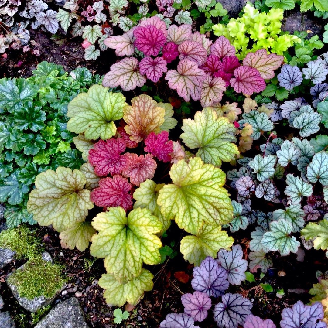 A vibrant collection of Heuchera plants thriving in a garden, showcasing a variety of colors and textures in a shaded area.