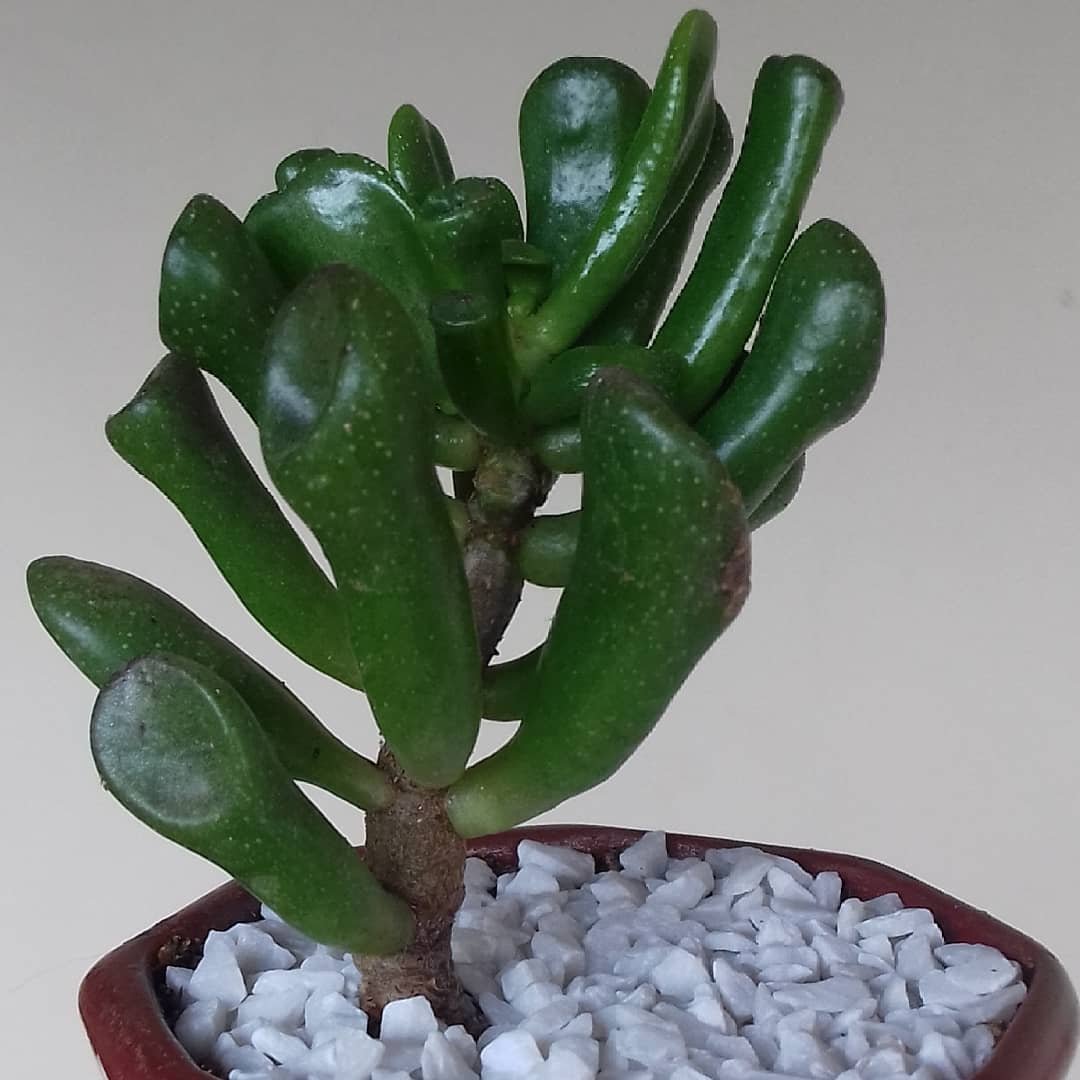 A small Hobbit Jade plant in a red pot, surrounded by white rocks, showcasing its vibrant green leaves.