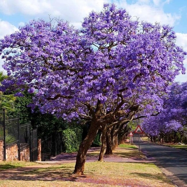 A vibrant Jacaranda tree with purple blossoms stands gracefully beside the road, enhancing the landscape's beauty.