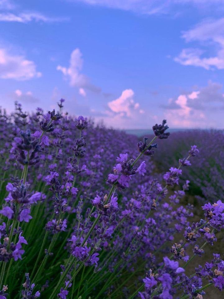 A vibrant lavender field under a clear blue sky adorned with fluffy white clouds, showcasing nature's beauty.