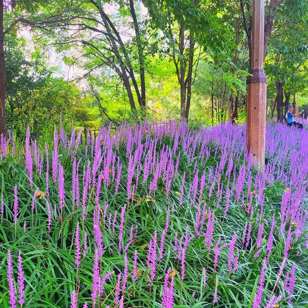 A vibrant display of purple Liriope flowers blooming in a park, showcasing their shade-tolerant beauty on a sloped area.