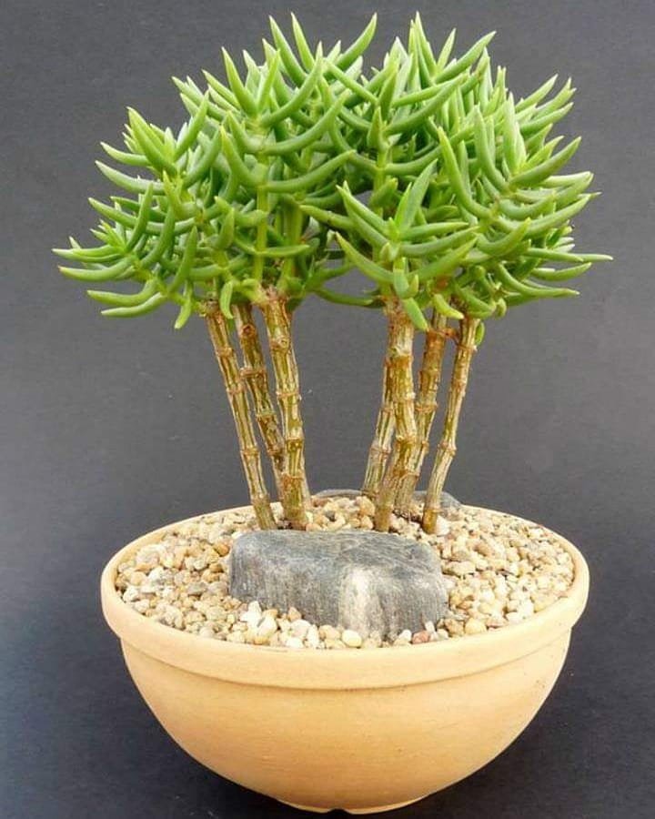 A small bonsai tree in a pot, showcasing a miniature pine tree with lush green foliage.