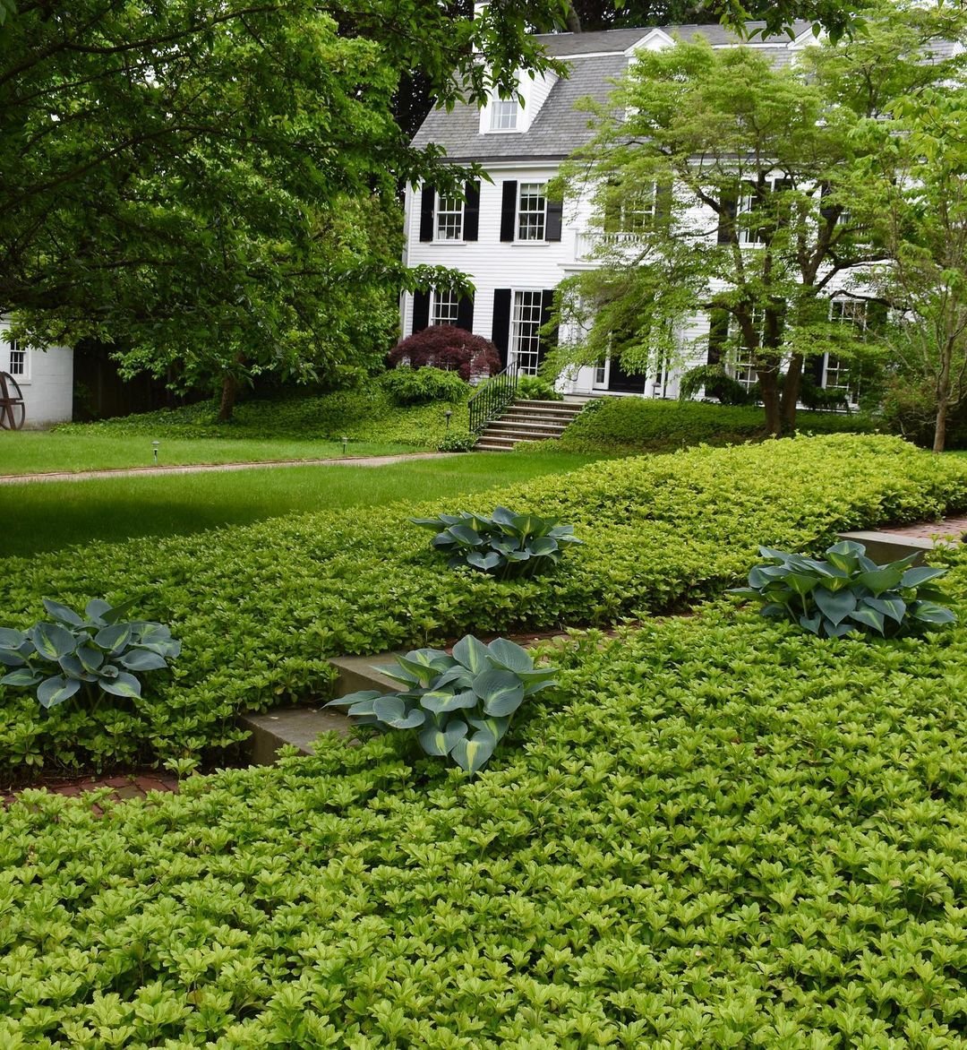 A large tree stands prominently in the yard, surrounded by shade-tolerant Pachysandra plants on a sloped area.
