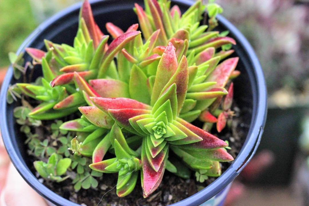  A person in Pagoda Village gently holds a small potted plant, showcasing their care for nature and gardening.