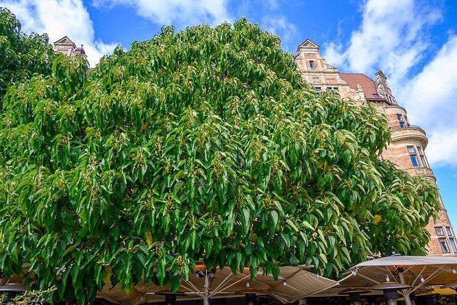 A large Paulownia tree with abundant leaves stands prominently in front of a building, showcasing its lush greenery.