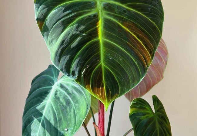 Philodendron El Choco Red : A Stunning Tropical Houseplant