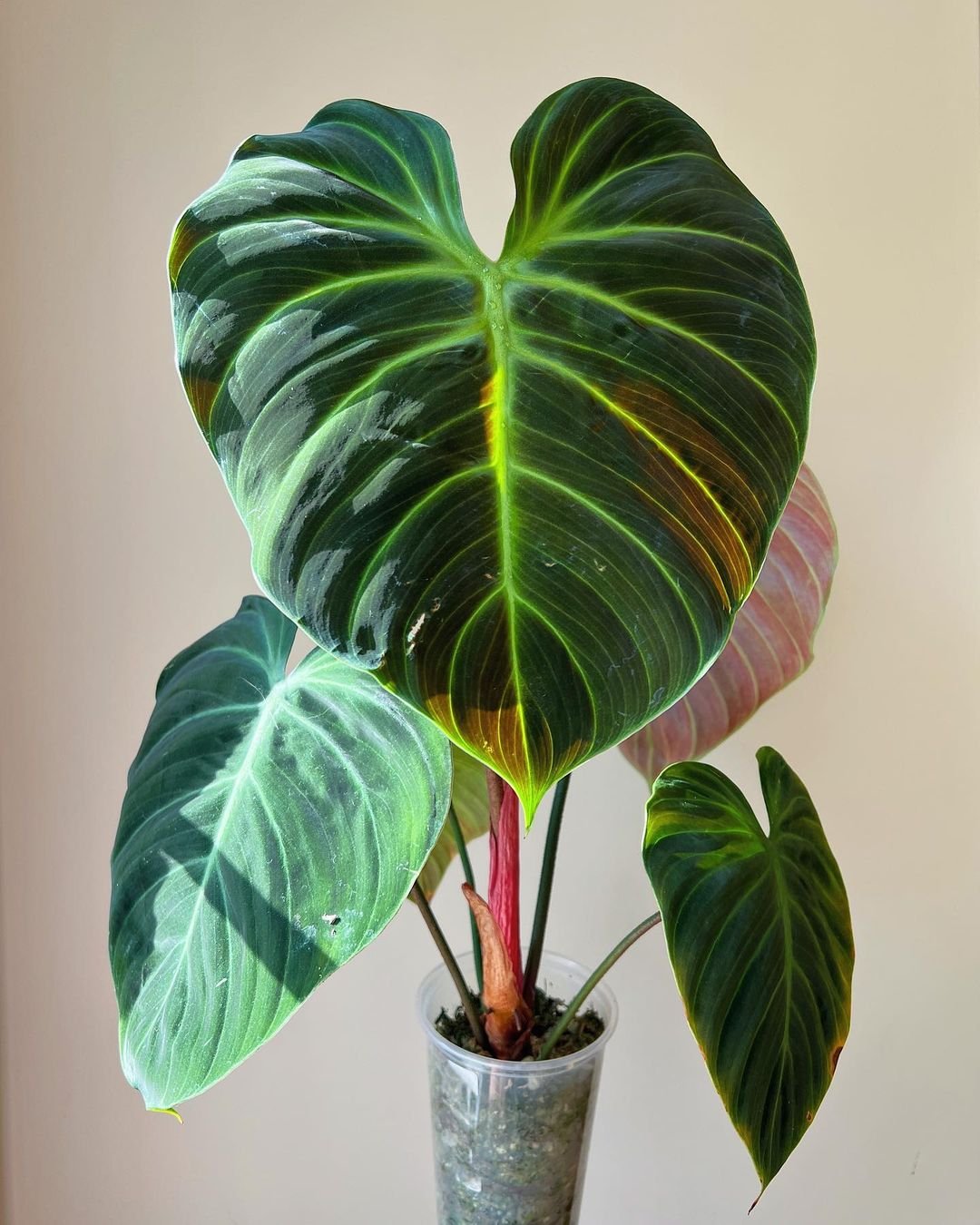 A large Philodendron El Choco Red plant in a decorative vase, showcasing its vibrant green leaves.