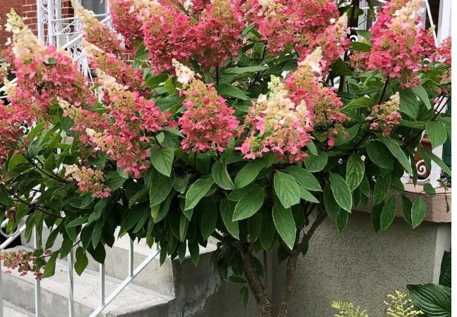 Pinky Winky Hydrangea : Expert Guide to Growing This Stunning Panicle Variety (2024)