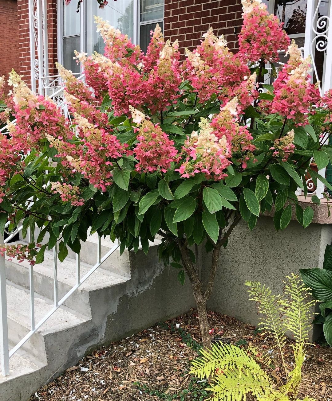 A Pinky Winky Hydrangea tree with vibrant pink flowers stands gracefully in front of a charming house.