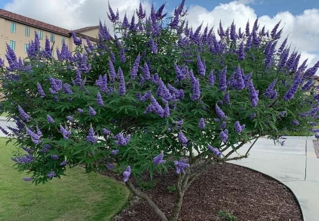 Purple Blooming Trees : Adding Vibrant Color to Your Landscape