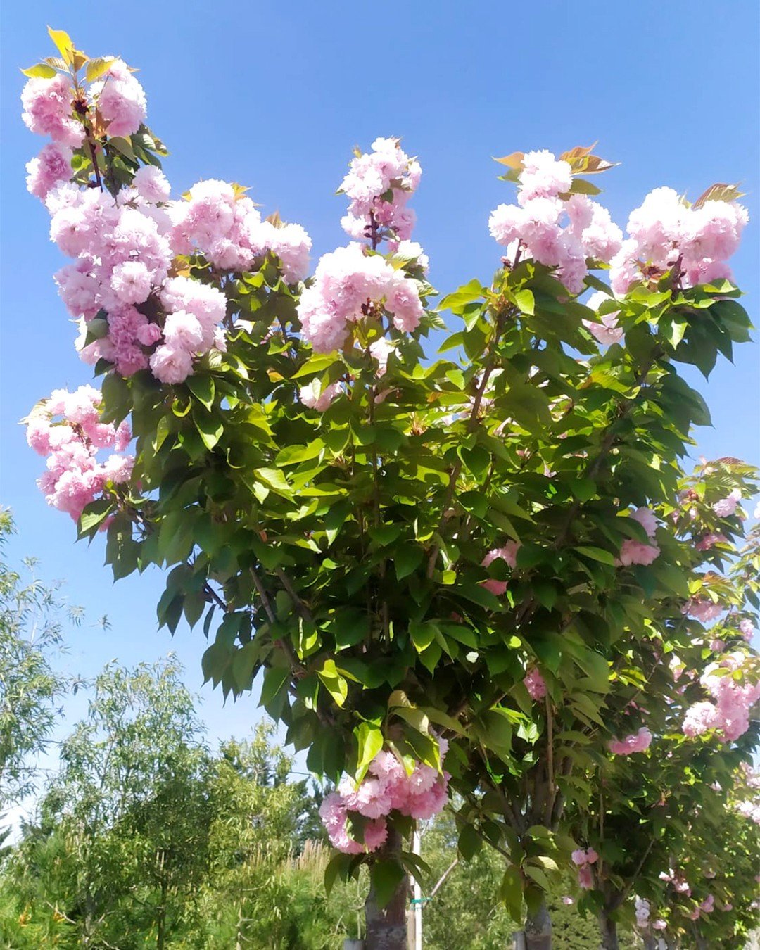 A Purple Leaf Plum tree adorned with pink flowers stands prominently in the center of a vibrant green field.