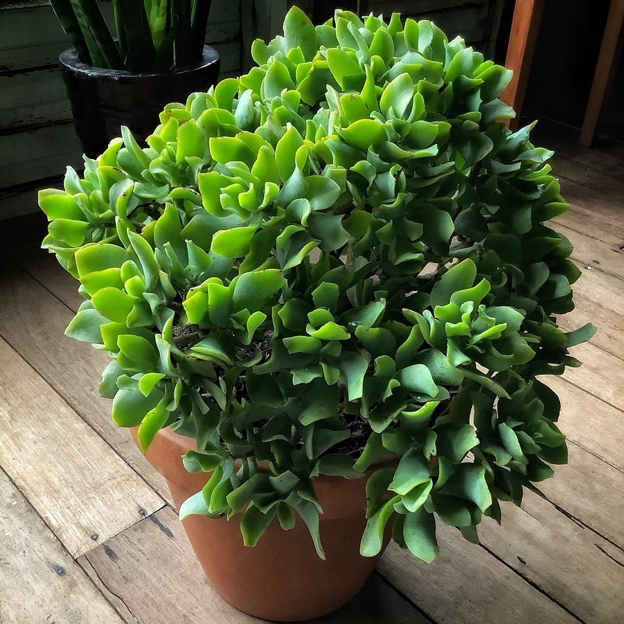 A potted Ripple Jade plant with vibrant green leaves placed on a wooden floor, enhancing the natural ambiance of the space.
