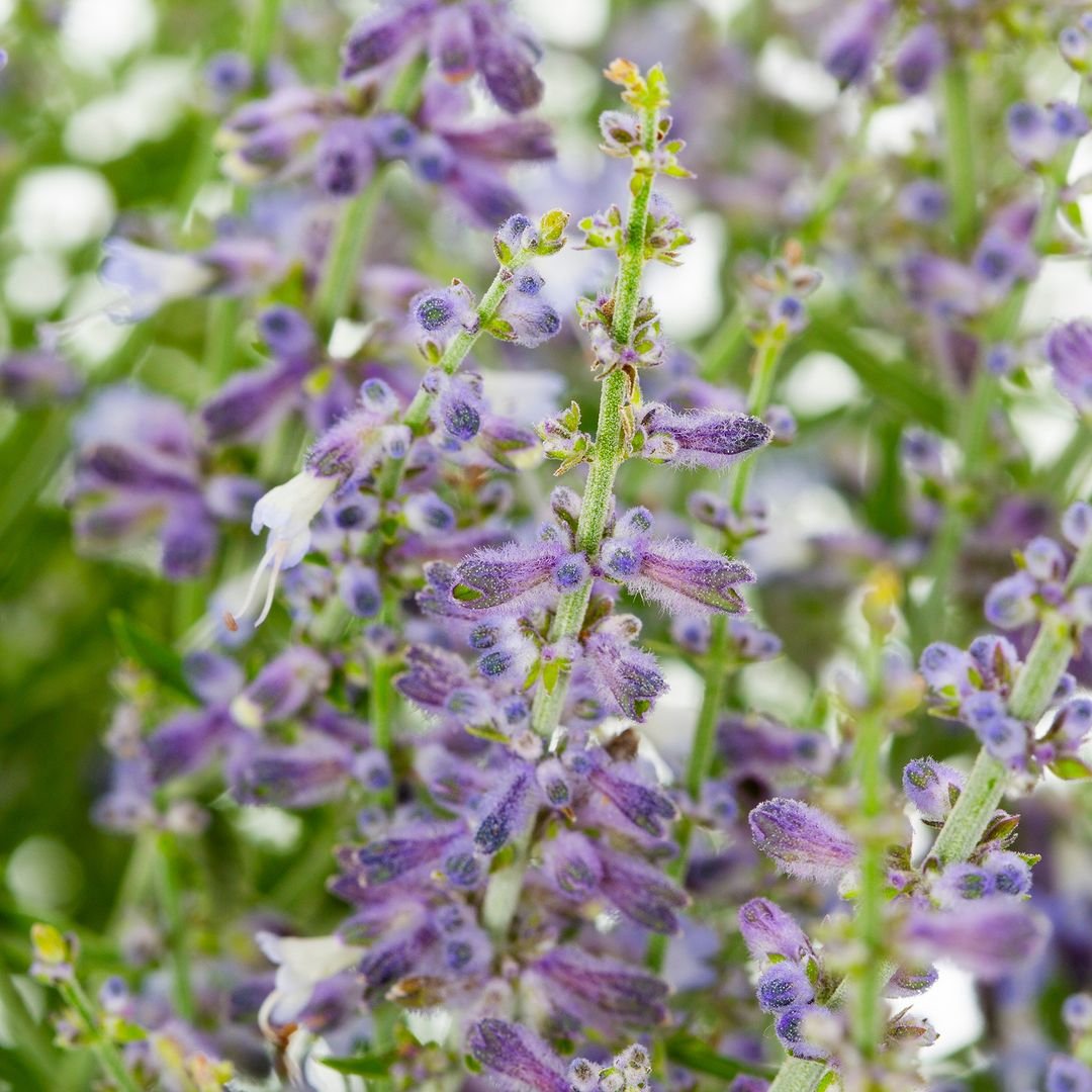 Close-up of Russian Sage plant showcasing vibrant purple flowers against a blurred background.