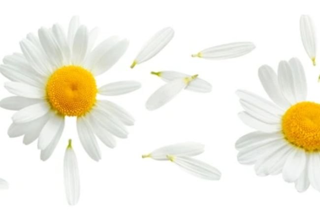  A scattering of Shasta daisy petals on a pristine white background, creating a serene and delicate visual effect.
