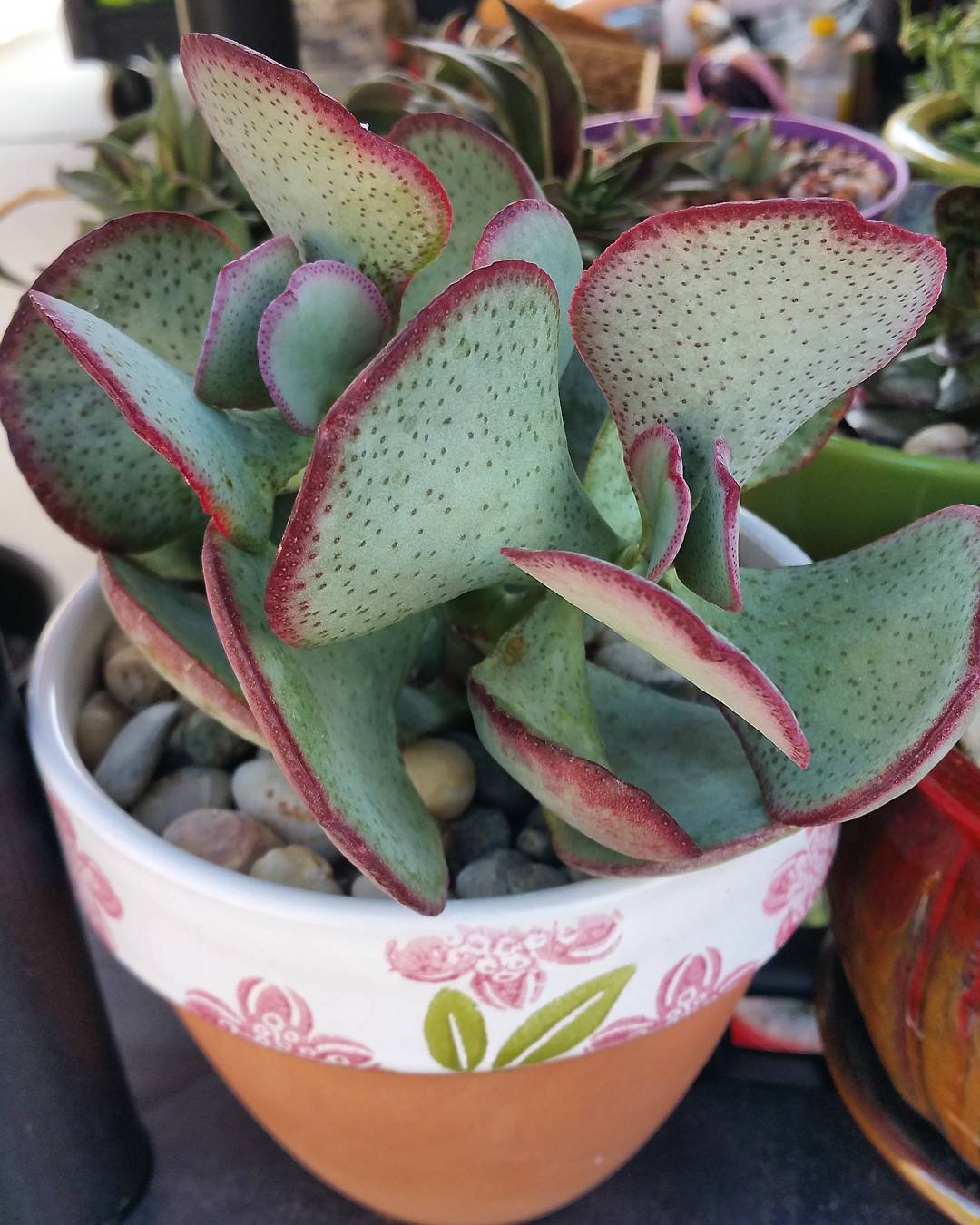 A small Silver Dollar Jade plant with vibrant purple flowers, elegantly displayed in a decorative pot.