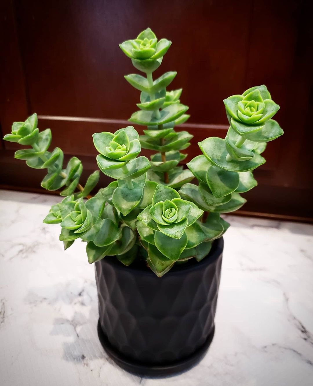 A String of Buttons succulent in a black pot, elegantly displayed on a counter, showcasing its unique, vibrant foliage.