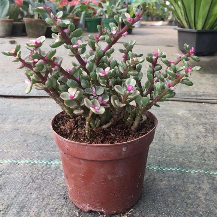 A small Variegated Jade plant with vibrant purple flowers, elegantly displayed in a decorative pot.