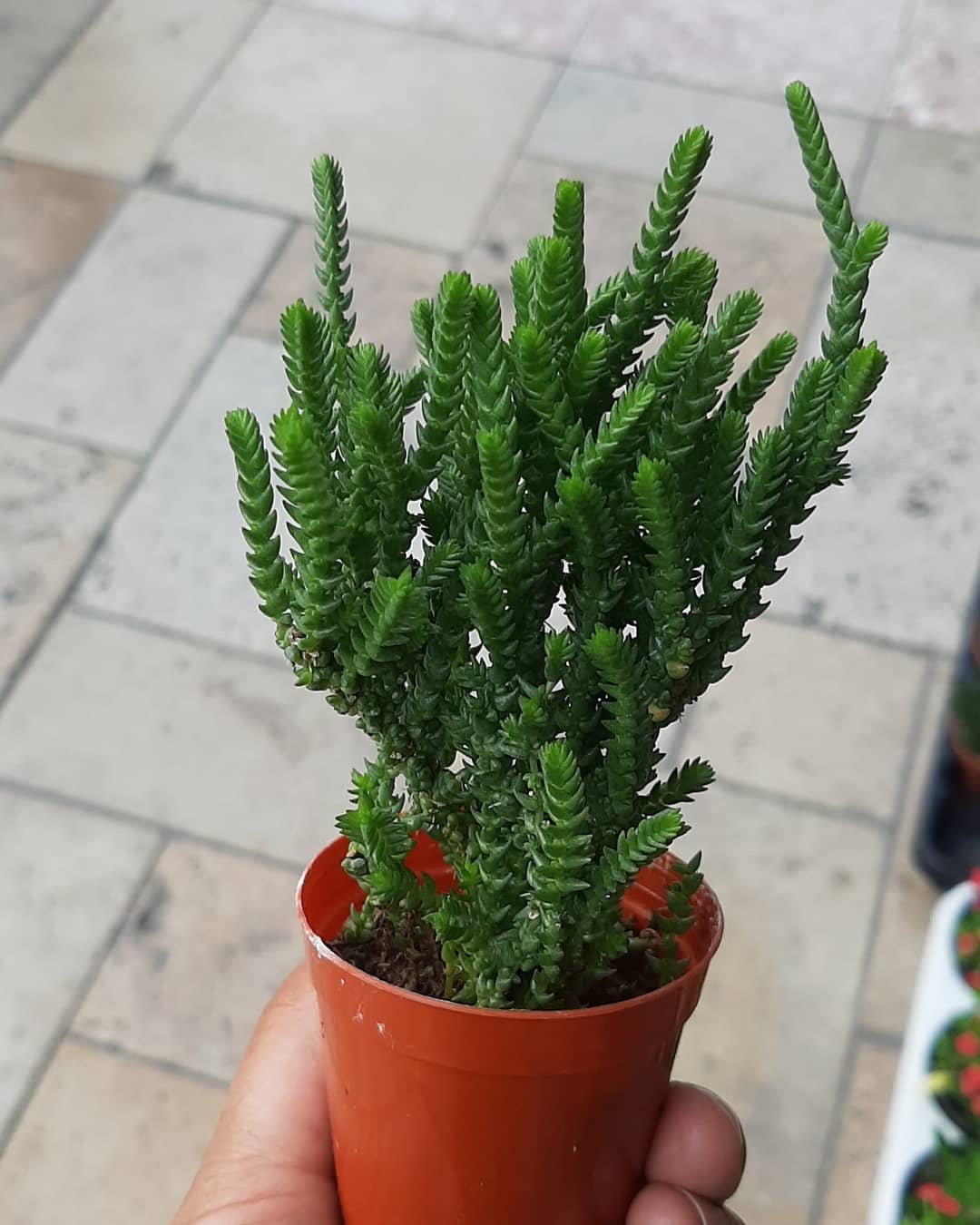 A small potted plant sits on a table, adding a touch of greenery to the space, with a watch chain nearby.