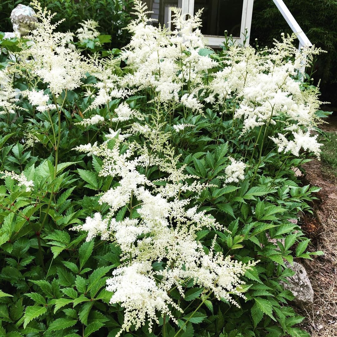 A white Astilbe flower plant blooming in front of a charming house, showcasing its delicate petals and lush greenery.