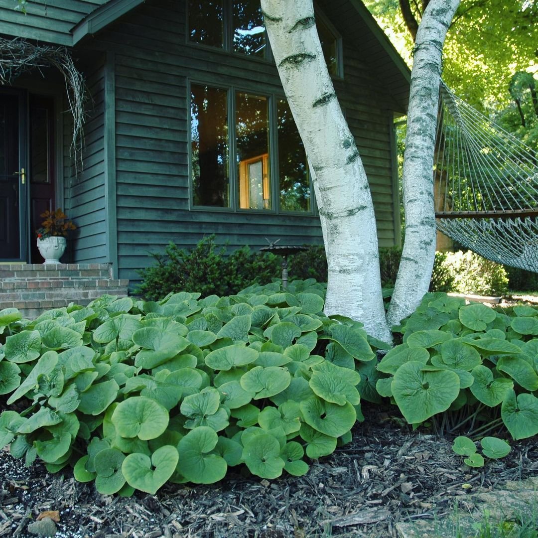 A lush tree with vibrant green leaves, showcasing its shade-tolerant nature among wild Ginge slope plants.