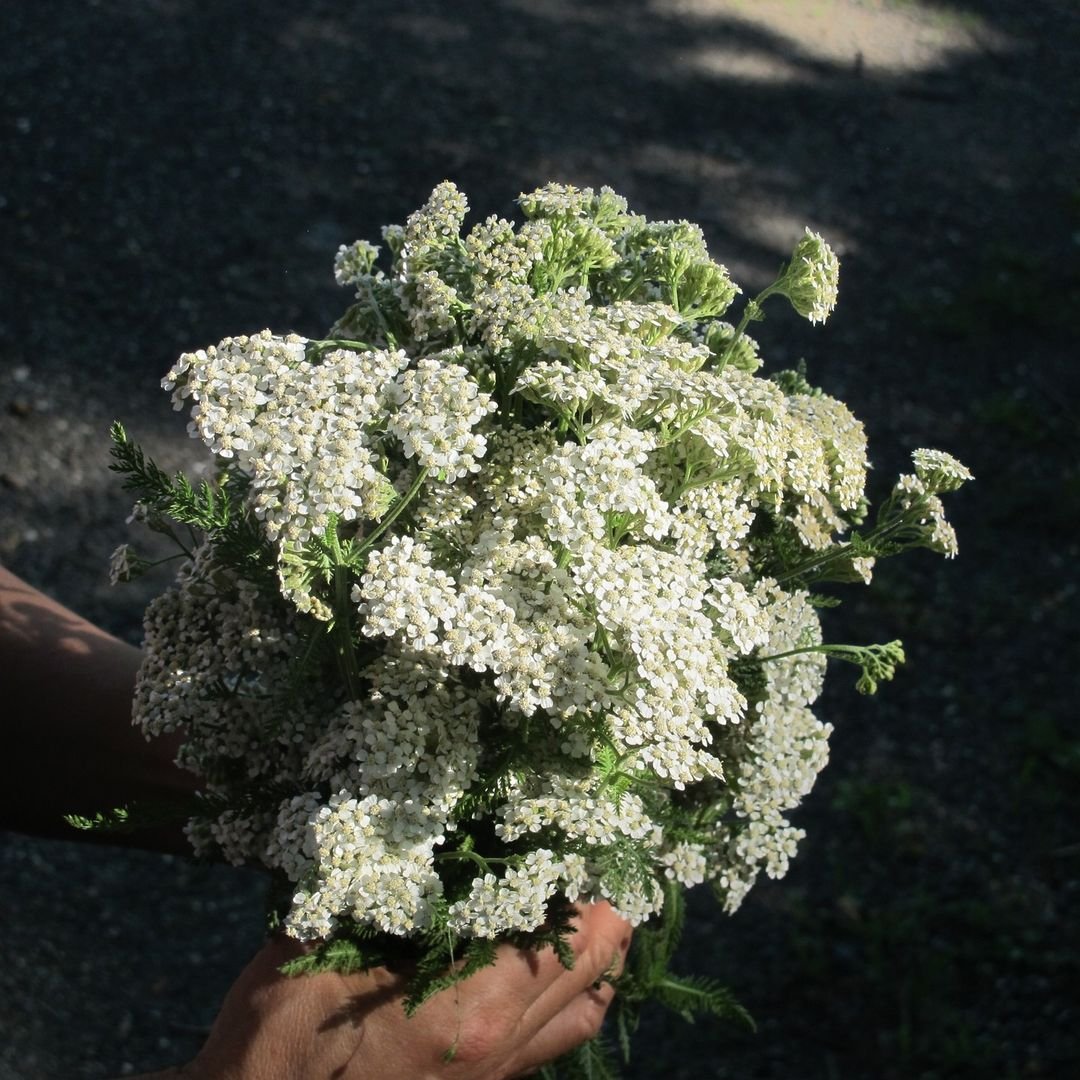 A person gently holds a bouquet of white yarrow flowers, showcasing their delicate beauty and intricate details.