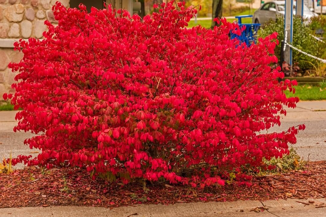 A vibrant dwarf burning bush with bright red leaves stands prominently in front of a house, showcasing autumn's beauty.