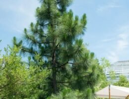 Carolina Pine: A Comprehensive Guide to the South's Iconic Conifer