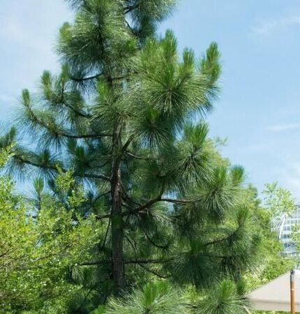 Carolina Pine: A Comprehensive Guide to the South's Iconic Conifer