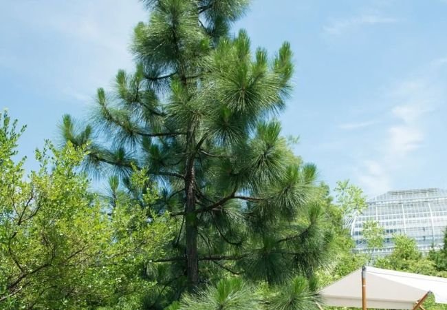 Carolina Pine : A Comprehensive Guide to the South’s Iconic Conifer