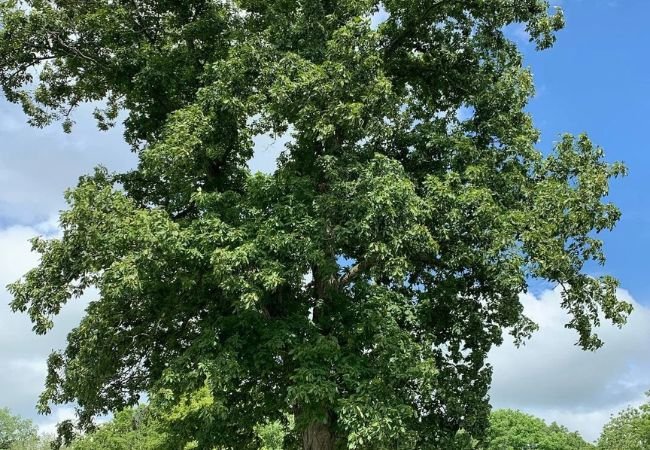 Do Hickory Trees Grow in Alaska? Exploring Tree Distribution in the Last Frontier