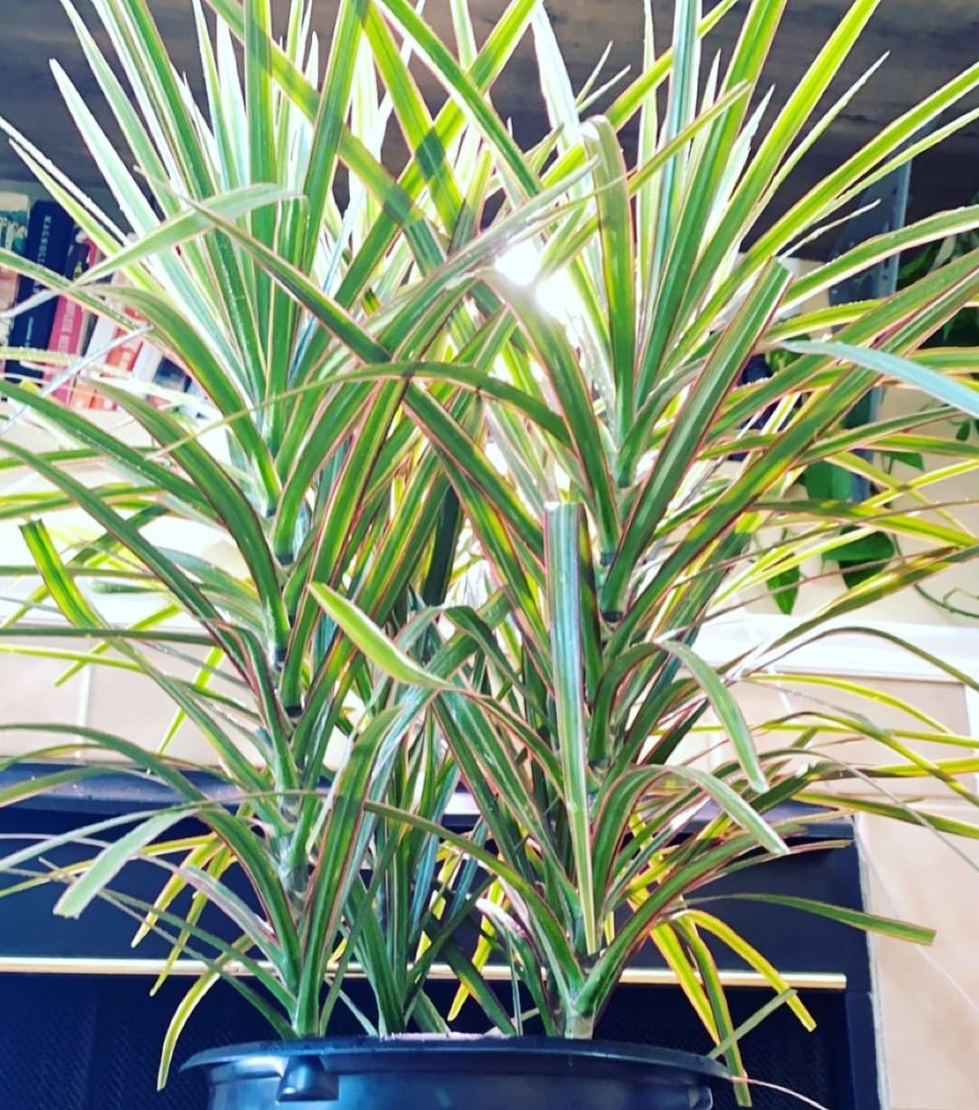 A spike plant with vibrant green leaves displayed in a sleek black pot, adding a touch of nature to any space.
