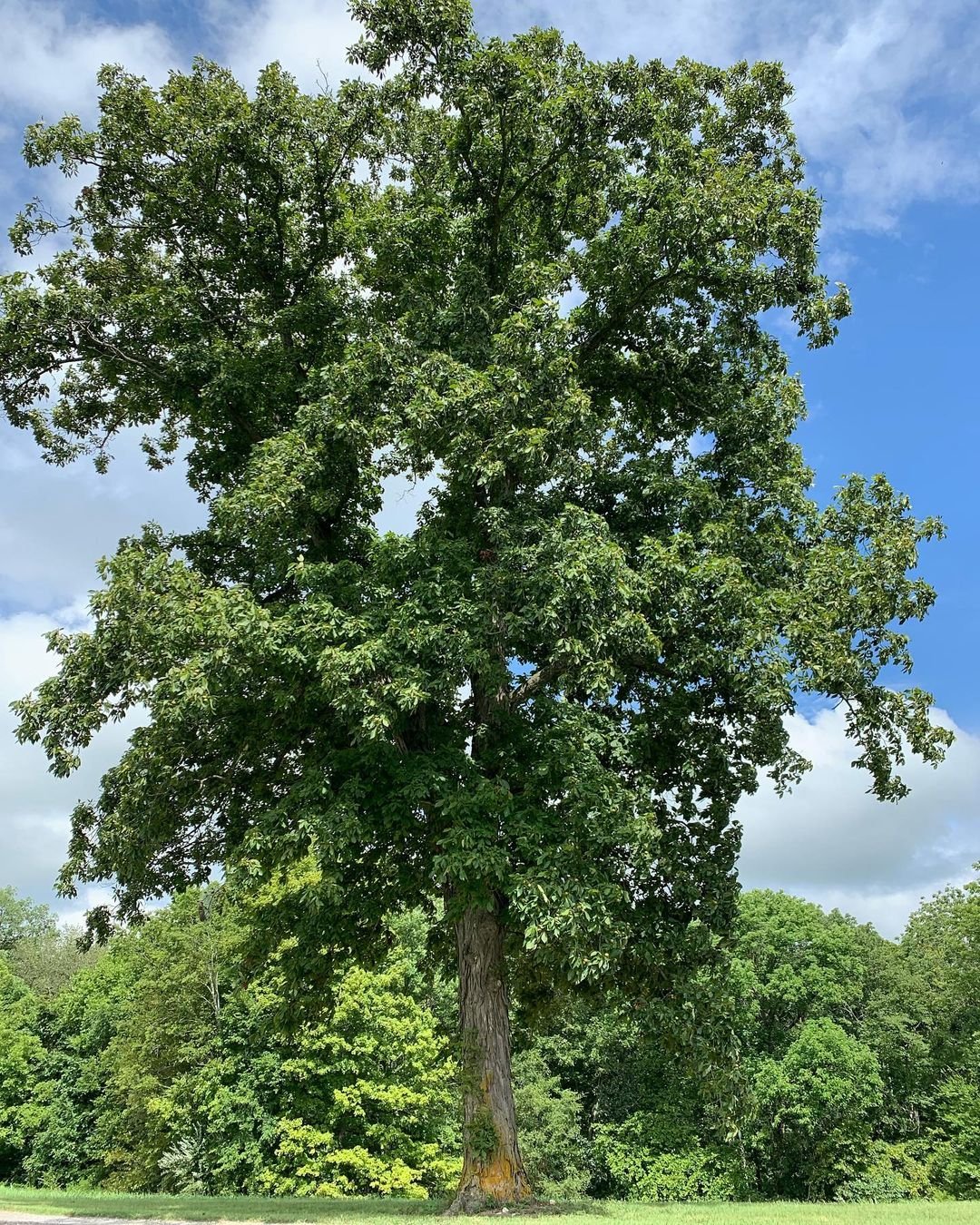  A majestic hickory tree stands prominently in the center of a lush park, surrounded by green grass and open space.