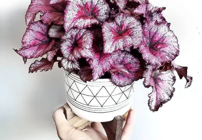 Pink Begonias : Expert Guide to Growing These Beautiful Blooms (2024)