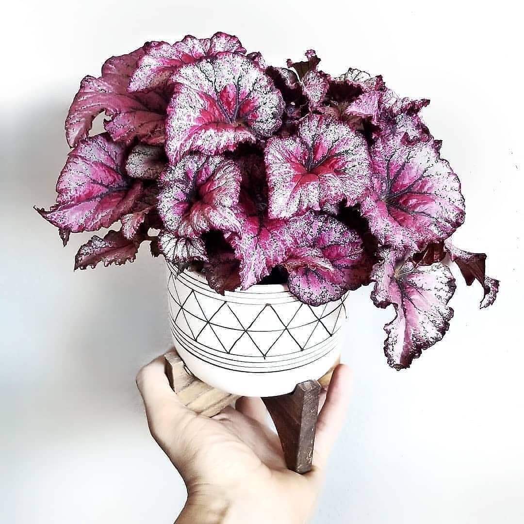 A hand holds a white and pink pot containing vibrant purple leaves of Pink Begonias.
