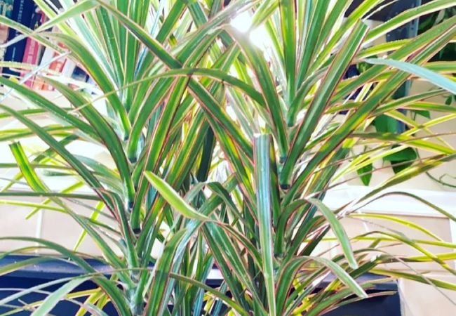 Spike Plants : Expert Guide to Growing and Caring for Dracaena (2024)